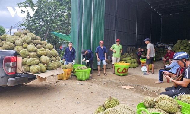 Người dân miền núi Khánh Hoà chuyển đổi canh tác theo hướng hữu cơ