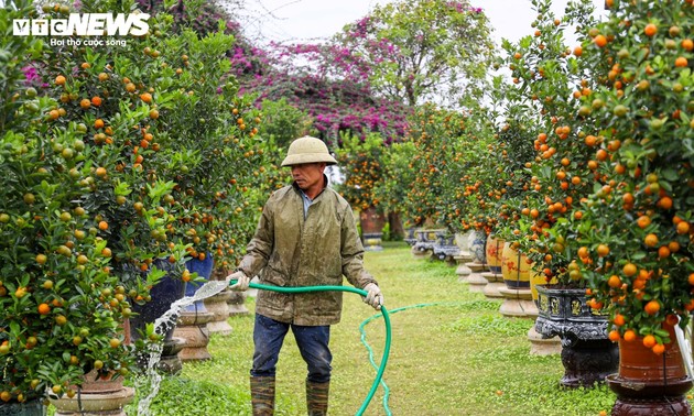 Nhộn nhịp thị trường quất cảnh những ngày giáp Tết