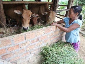  IFAD memberikan bantuan senilai USD 33 juta untuk membantu keluarga miskin di  dua provinsi Ha Tinh dan Quang Binh