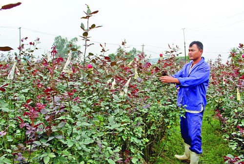 Desa penghasil bunga Dong Cuong, propinsi Thanh Hoa