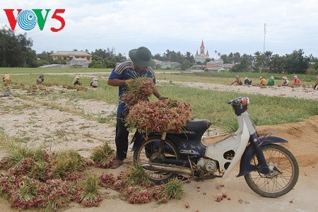 Usaha pemanaman bawang merah dan bawang putih di kabupaten pulau Ly Son, provinsi Quang Ngai