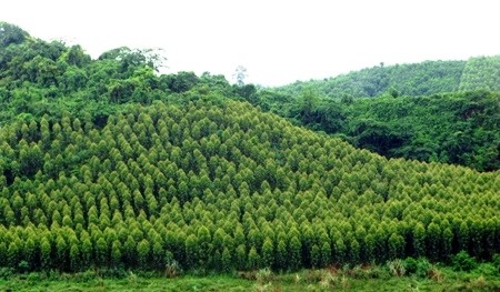 VOV5 memperkenalkan selintas lintas tentang hutan produksi di Vietnam