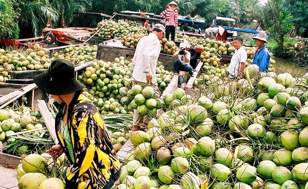 Pohon kelapa di  kebun-kebun perkarangan Propinsi Ben Tre