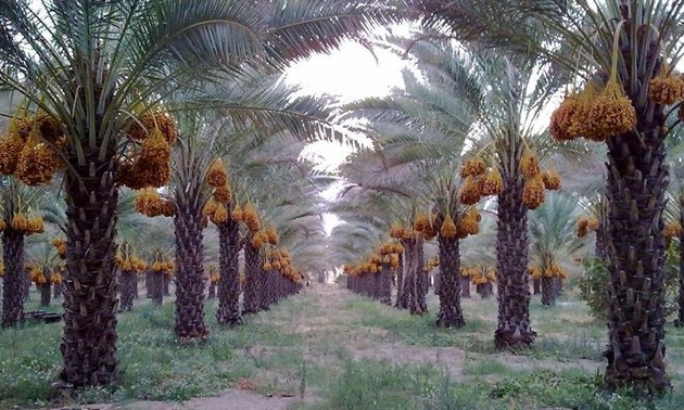 Penjelasan VOV tentang Kurma - satu  jenis buah kering impor yang populer dan digemari  di Vietnam pada Hari Raya Tet