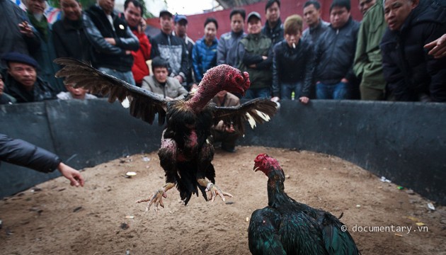 Memperkenalkan sepintas lintas tentang hobi main sabungan ayam