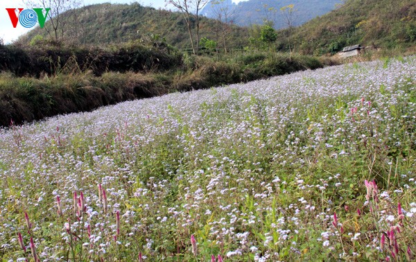 Spring flowers blossoming in northwestern region 