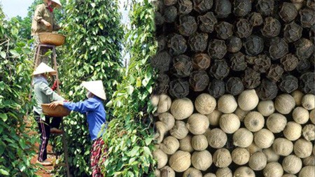 Building Vietnam pepper trademarks