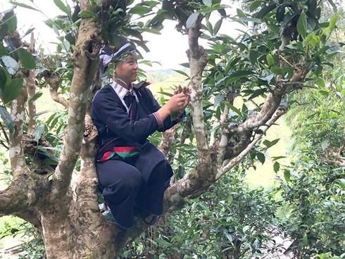 Tea brewing competition as part of Hoang Su Phi terraced field festival 