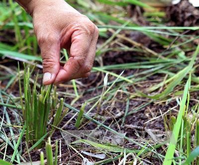 九龙江平原农民适应无洪水季节