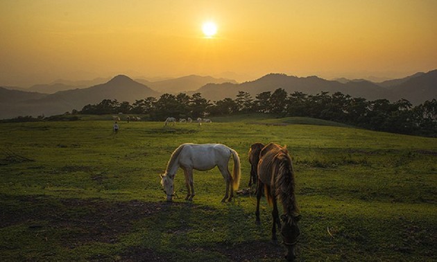 Белые лошади на холме Хаусао провинции Лангшон