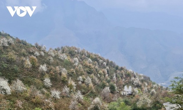 Цветы Шонча расцветают в провинции Шонла 