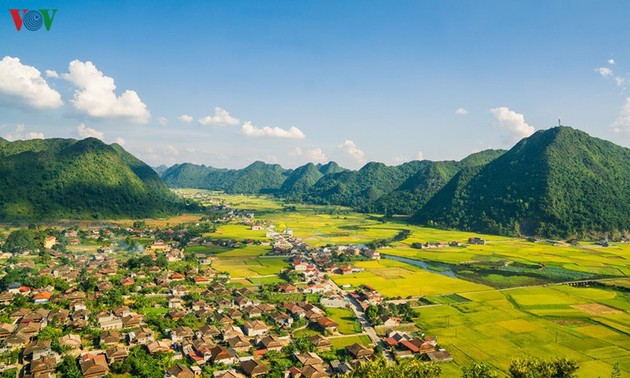 Bac Son rice fields turn yellow amid harvest season