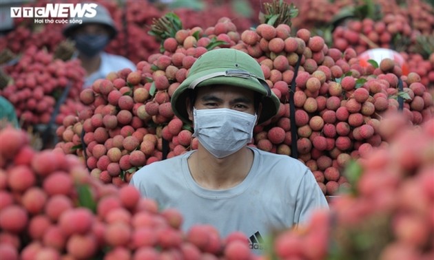 Exploring the lychee capital of Vietnam in harvest season