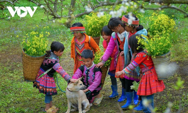 Vui xuân trên cao nguyên Mộc Châu