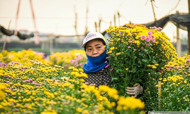 Làng hoa Tây Tựu tất bật vào vụ Tết Nguyên đán Quý Mão 2023