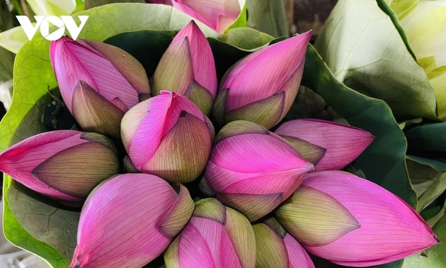 Hà Nội vương vấn hương sen