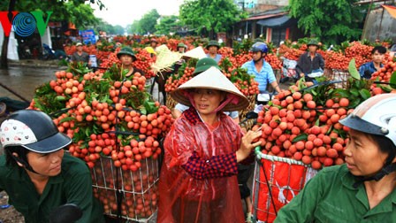 Vietnam’s litchi enters Canadian market