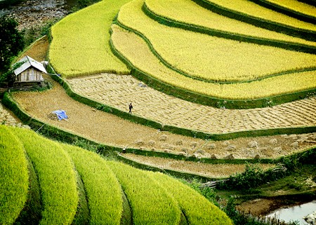 A Culture Tourism Week of Hoang Su Phi terraced rice fields 