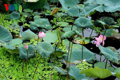 Vu Hoa Thao and Quang An lotus tea trademark 