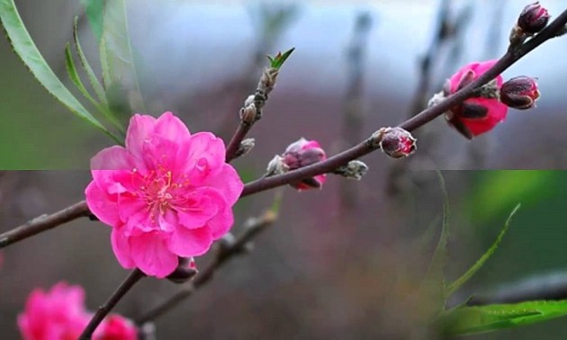 How do Vietnamese people celebrate the Lunar New Year's first day? 