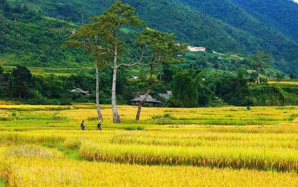 Stunning Mu Cang Chai terraced fields 