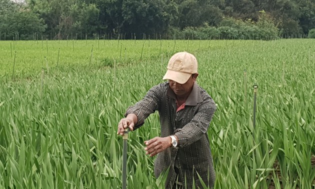 Lam Dong's hamlet patriarch guides locals to better life 