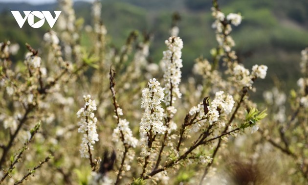 Plum flowers in full bloom in Bac Giang province