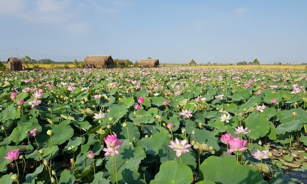 Dong Thap to set a record for 200 lotus-made dishes