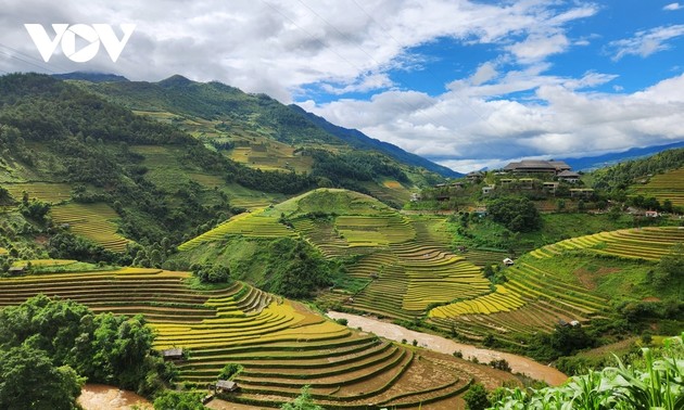 Stunning beauty of Mu Cang Chai terraced fields in ripening rice season