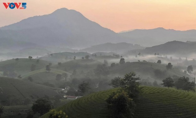 Mysterious landscape of Long Coc tea hill amid seasonal changes