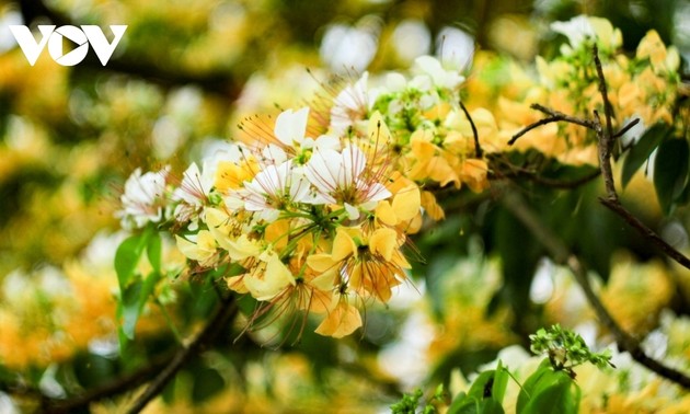 Stunning beauty of 300-year-old Hoa Bun tree in Hanoi