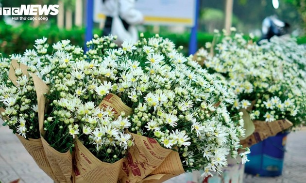 Hanoi streets dotted with daisies as winter approaches