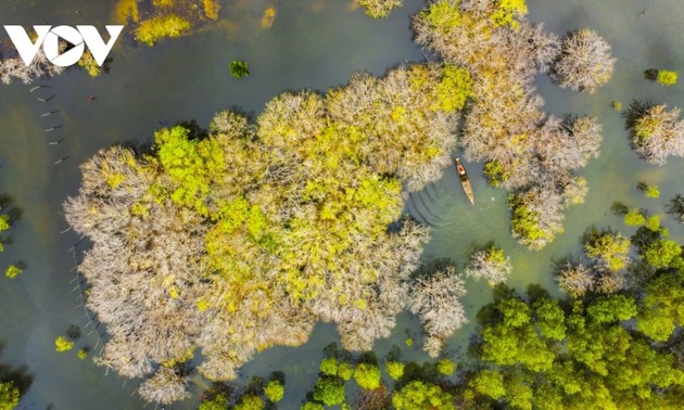 Fall foliage in Ru Cha mangrove forest