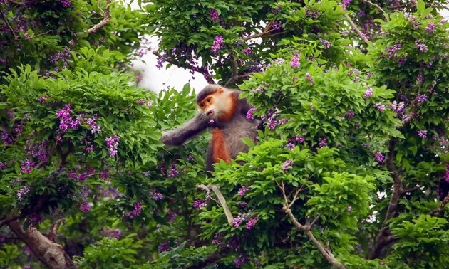 Tourists dazzled by purple flowers on Son Tra Peninsula