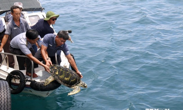 Binh Thuan releases three rare turtles back into the wild