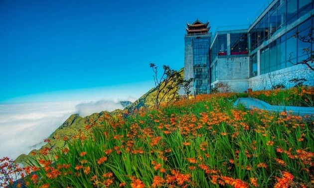 Crocosmia flowers bloom in brilliant red on Mount Fansipan