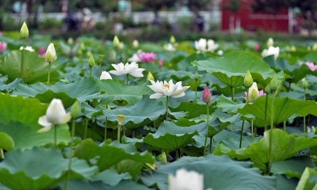 Hanoi reveals more charm in lotus flower season 