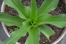 Cách sử dụng trinh nữ hoàng cung