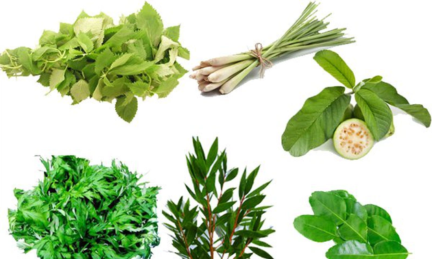 Đông y phòng ngừa virus HMPV