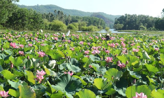 Exploring stunning lotus flower fields of Quang Nam