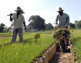 Arroz vietnamita en Cuba