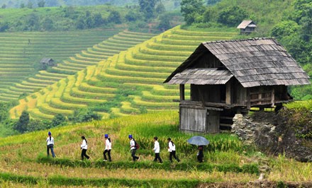 Arroz en terrazas, reliquia nacional de Vietnam