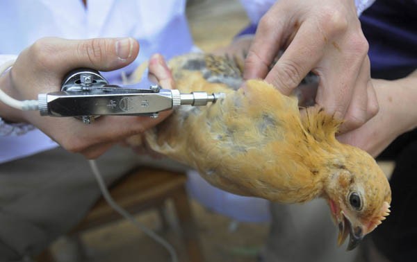 Casos contagiados con gripe aviar H7N9 en China ascendieron a 60