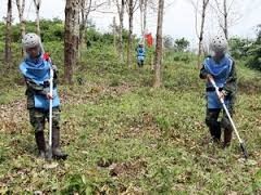 Crecen árboles en tierras liberadas de explosivos en Vietnam