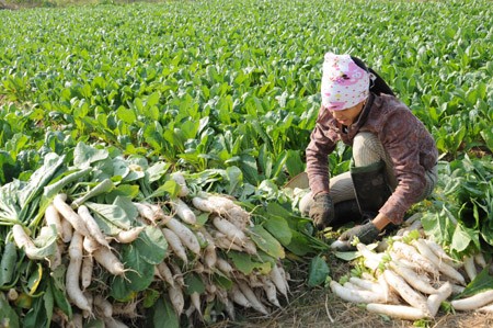 El Gobierno vietnamita se esfuerza por erradicar la pobreza