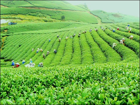 Ayuda danesa de 100 millones de dólares para desarrollo verde de Vietnam