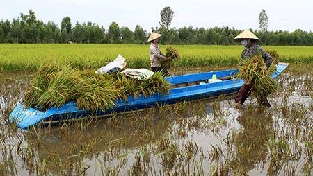 Reestructuración agrícola: tarea importante de Vietnam