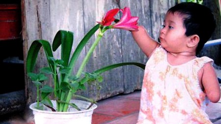 Vietnam perfecciona ayuda a víctimas de Agente Naranja/Dioxina