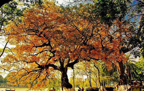 Poema HANOI OTOÑAL