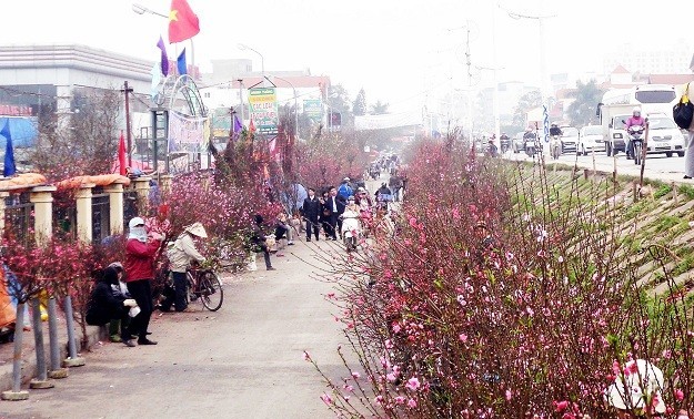 Hanoi se colorea con arbolitos del Tet vietnamita 